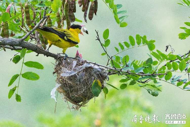 黄鹂鸟窝在什么地方图片