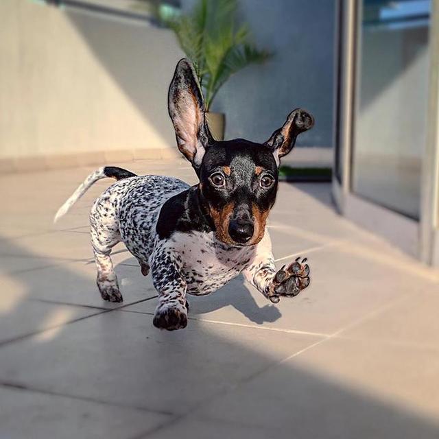 美国"狗头牛身"的腊肠犬成网红,可爱又搞笑,引路人争相合影