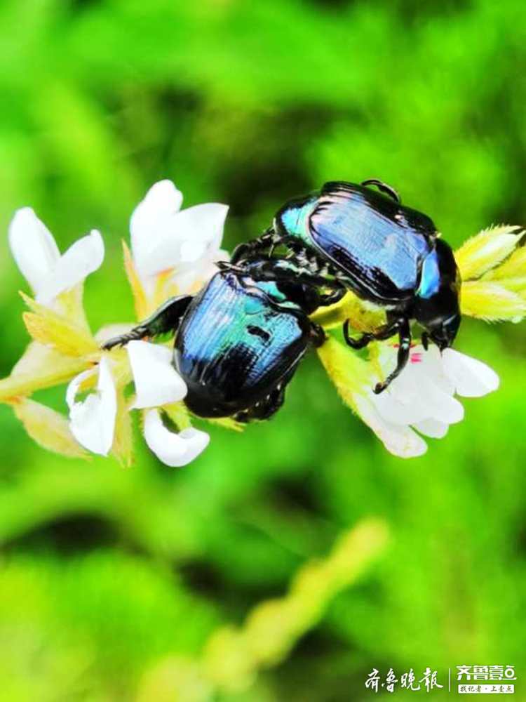 铜绿丽金龟虽然漂亮却是害虫