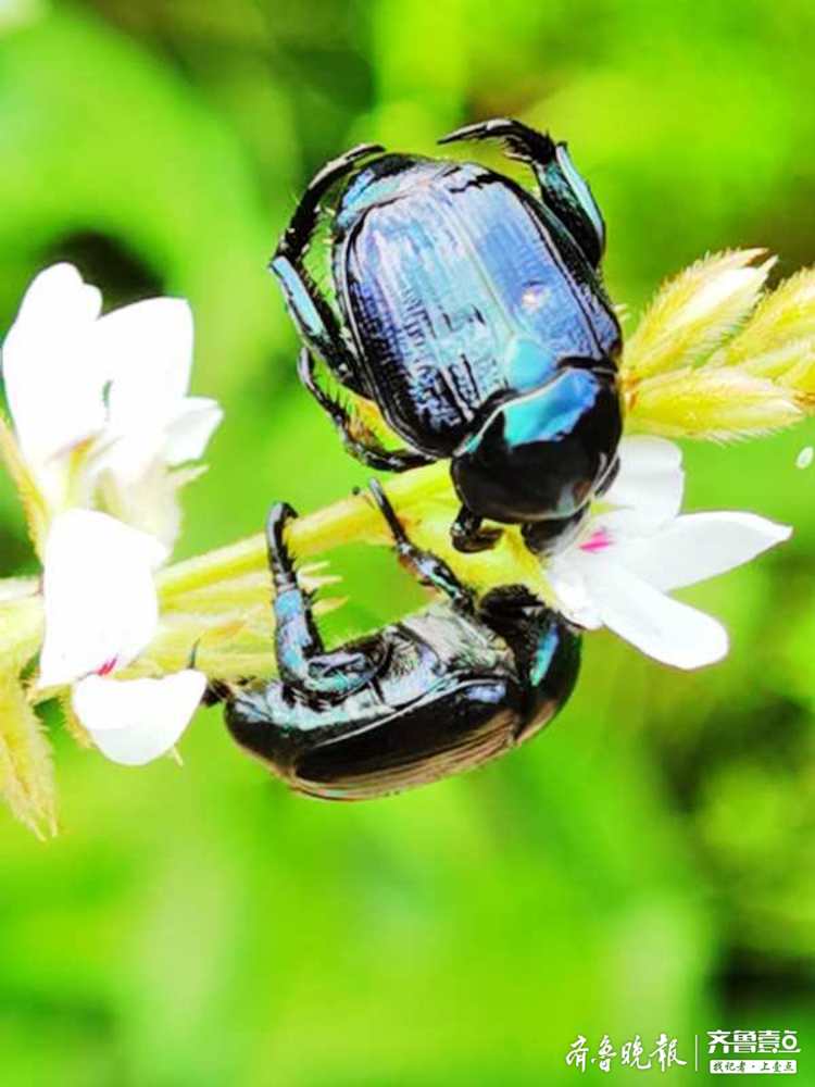 铜绿丽金龟虽然漂亮却是害虫
