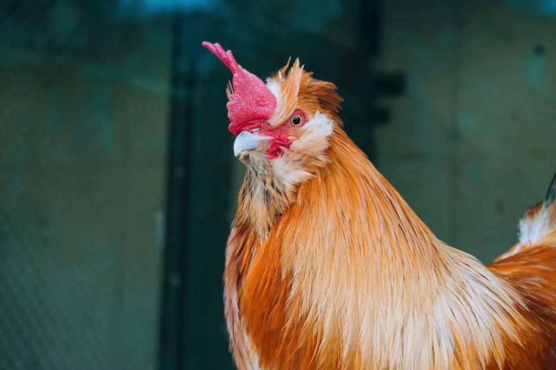 瞒不住了大牌秦腔剧团要来了这个隐藏在远古河道边上的农庄要火了