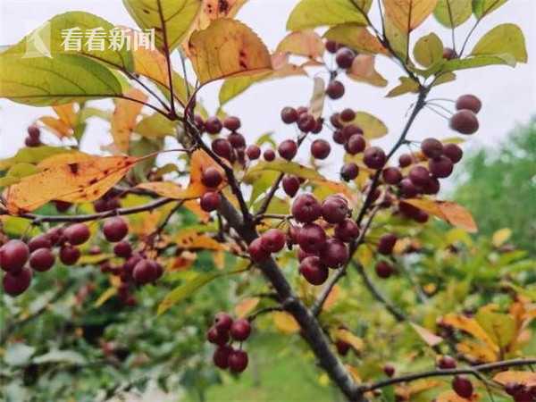 海棠果树挂满枝 到底能不能吃 手机新浪网