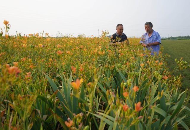 内丘打造现代中医康养新高地