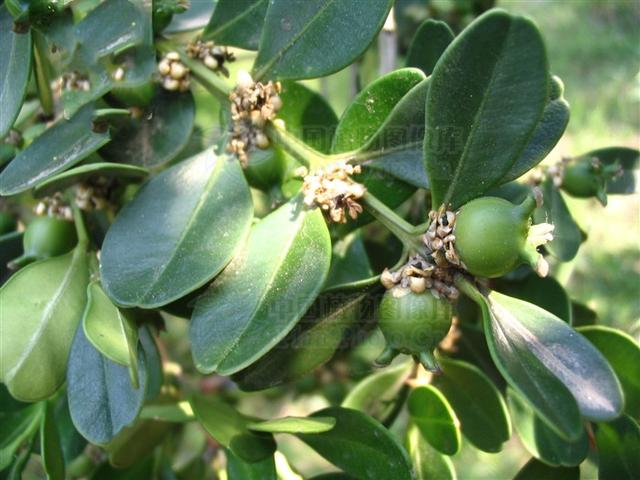 黄杨见过吗根叶祛风除湿行气活血果清暑热