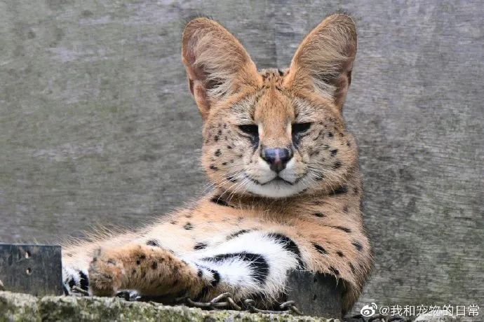 来吸大耳朵薮猫它表情怎么感觉憨憨的