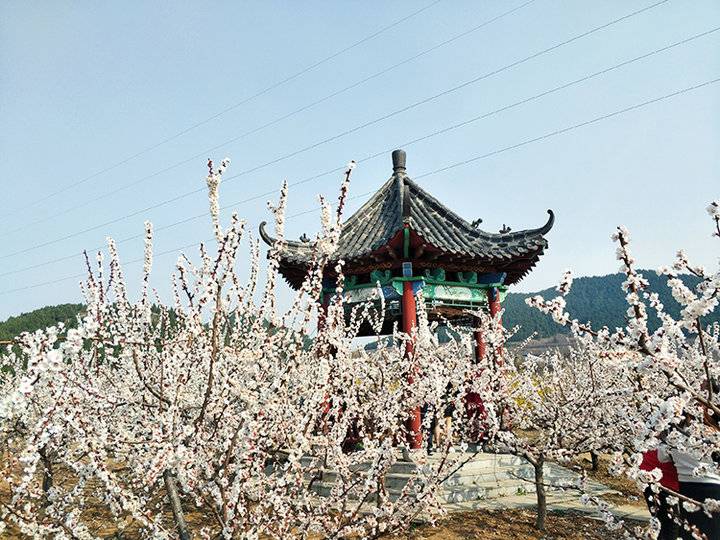 青州十景|山水梅园，花海观梅如梦仙境