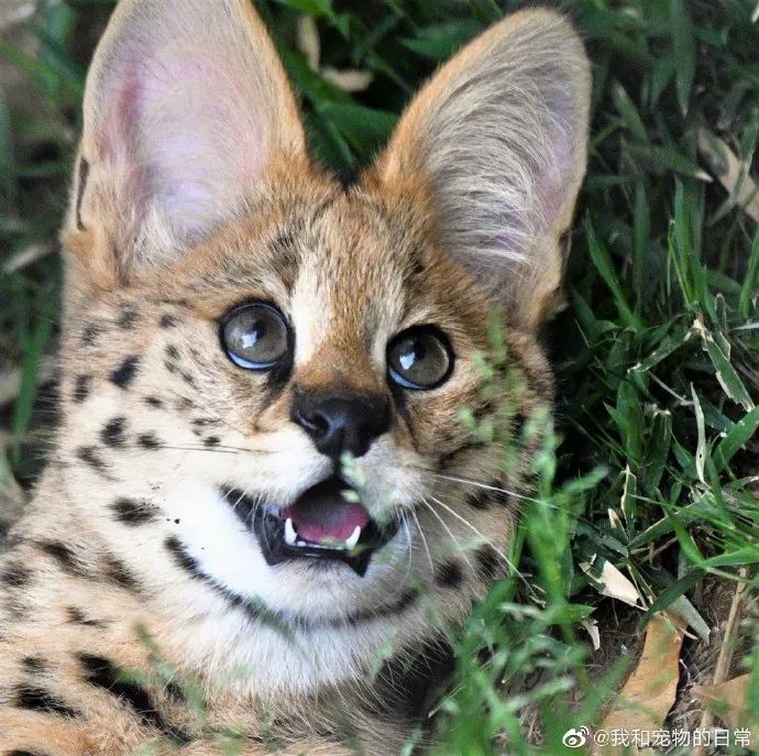 来吸大耳朵薮猫它表情怎么感觉憨憨的