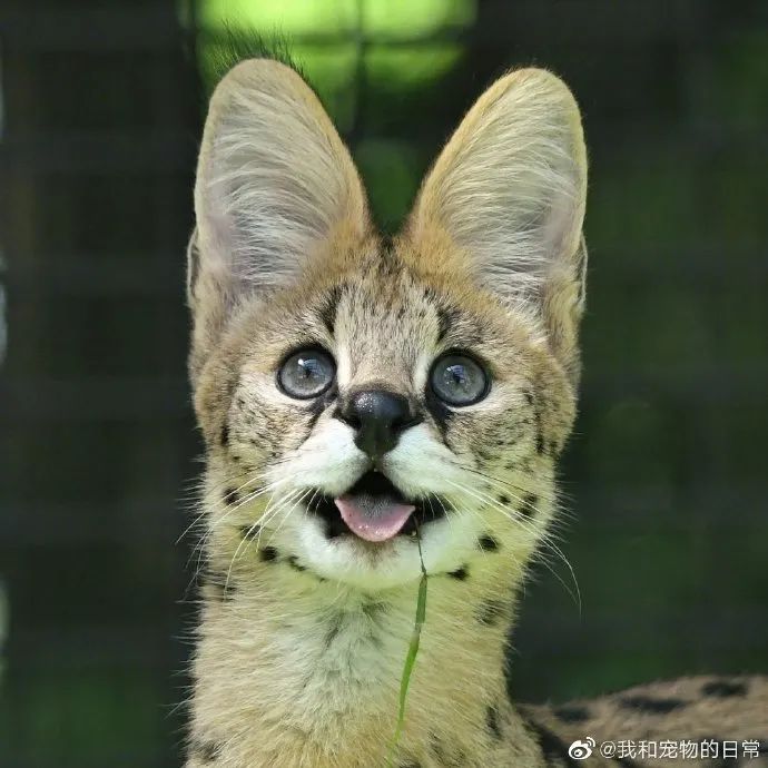 来吸大耳朵薮猫它表情怎么感觉憨憨的