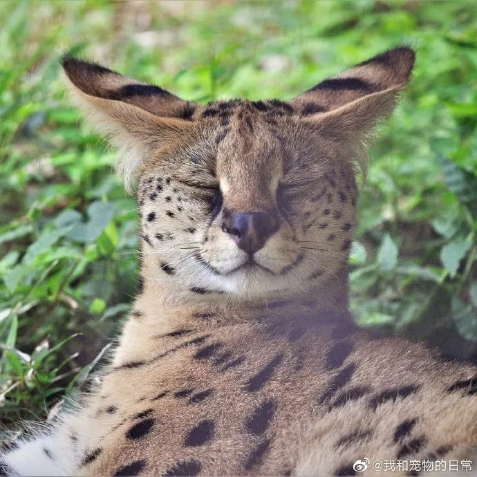 来吸大耳朵薮猫它表情怎么感觉憨憨的