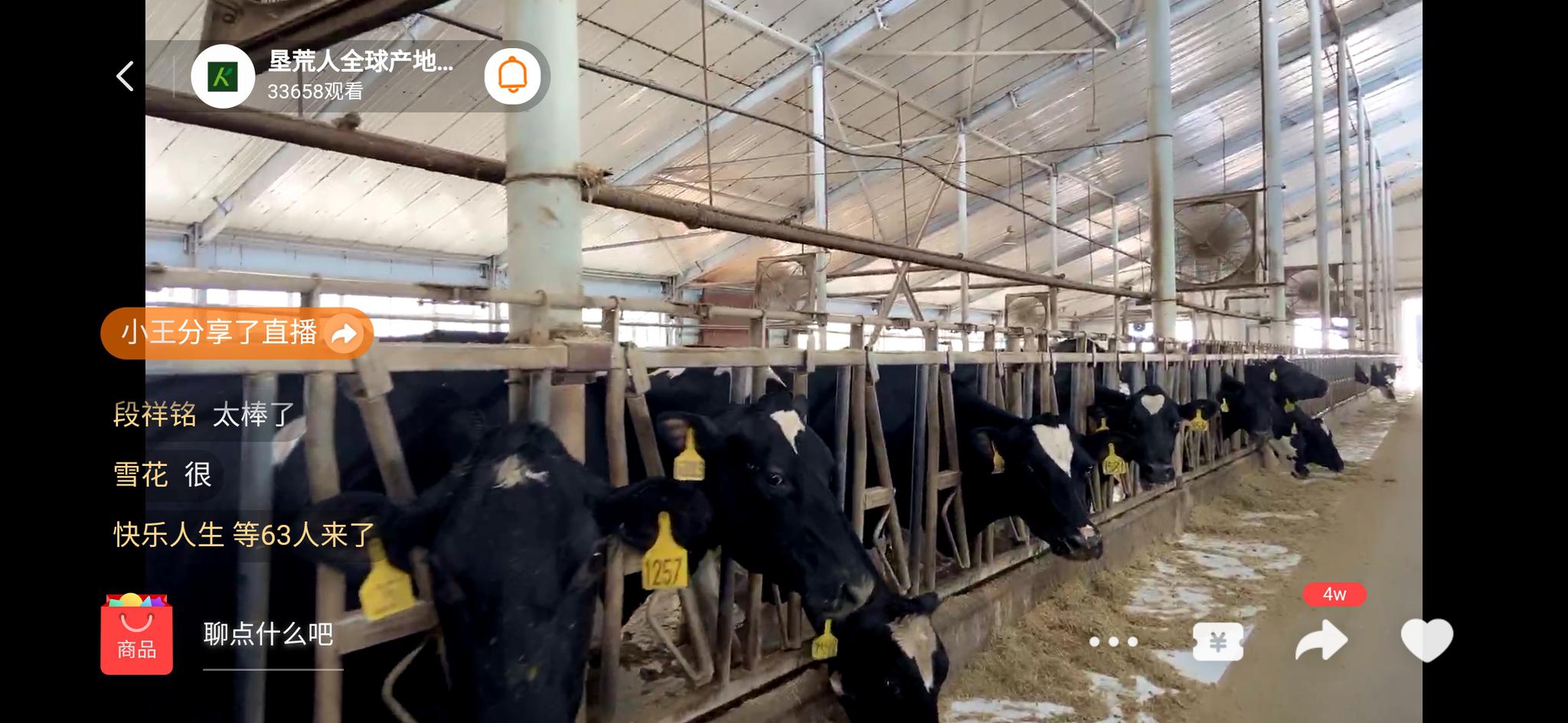 垦荒人直播黄金奶源带上万头"将军牛"|垦荒|牛初乳|奶牛_新浪新闻