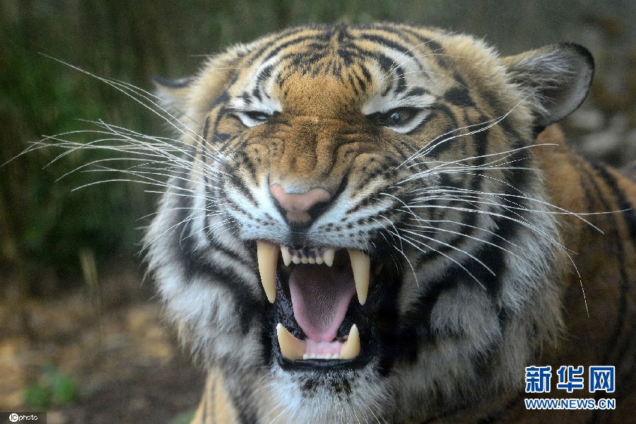 国际老虎日 捷克马来虎打哈欠大秀獠牙