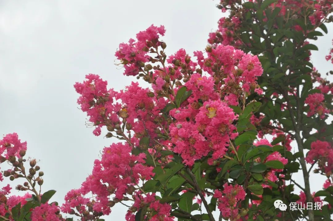 美文悦读陪你去看火把花