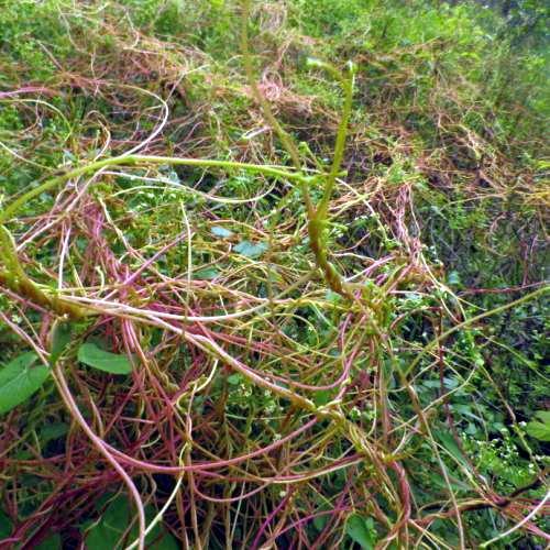 植物不比人类,它们没有思想和行动能力,不可能说感知到菟丝花的存在后