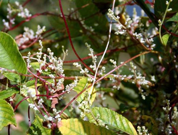 和破坏力十足的入侵植物相比,显然菟丝花的杀伤力更强,为此有些地方的