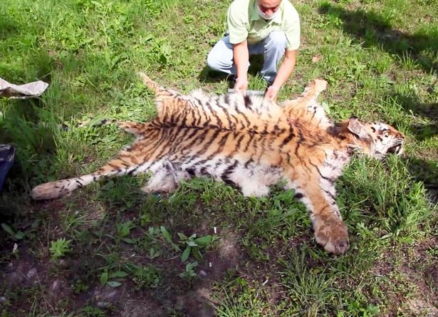 偷猎者杀死东北虎 四年监禁被指过于宽松