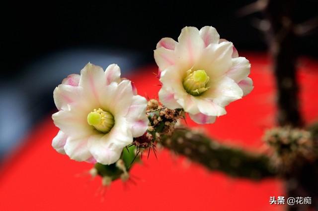 仙人牡丹开花赛牡丹枝条插土就活年年花开满枝头