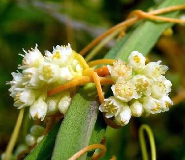 菟丝花,别名又叫金灯藤,具有攀附寄生的特殊生长天性.