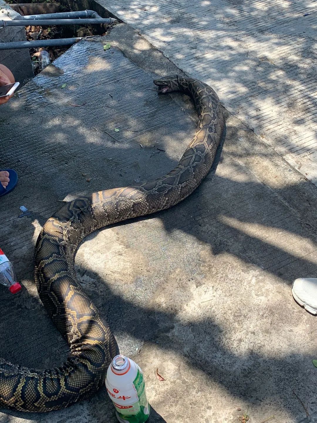 蛇|广西_新浪新闻