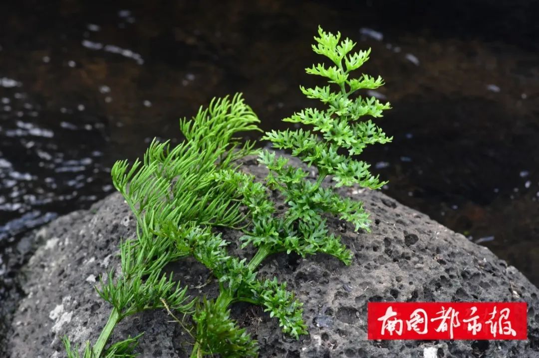 海南独有这片湿地发现水蕨新物种系国家二级重点保护植物