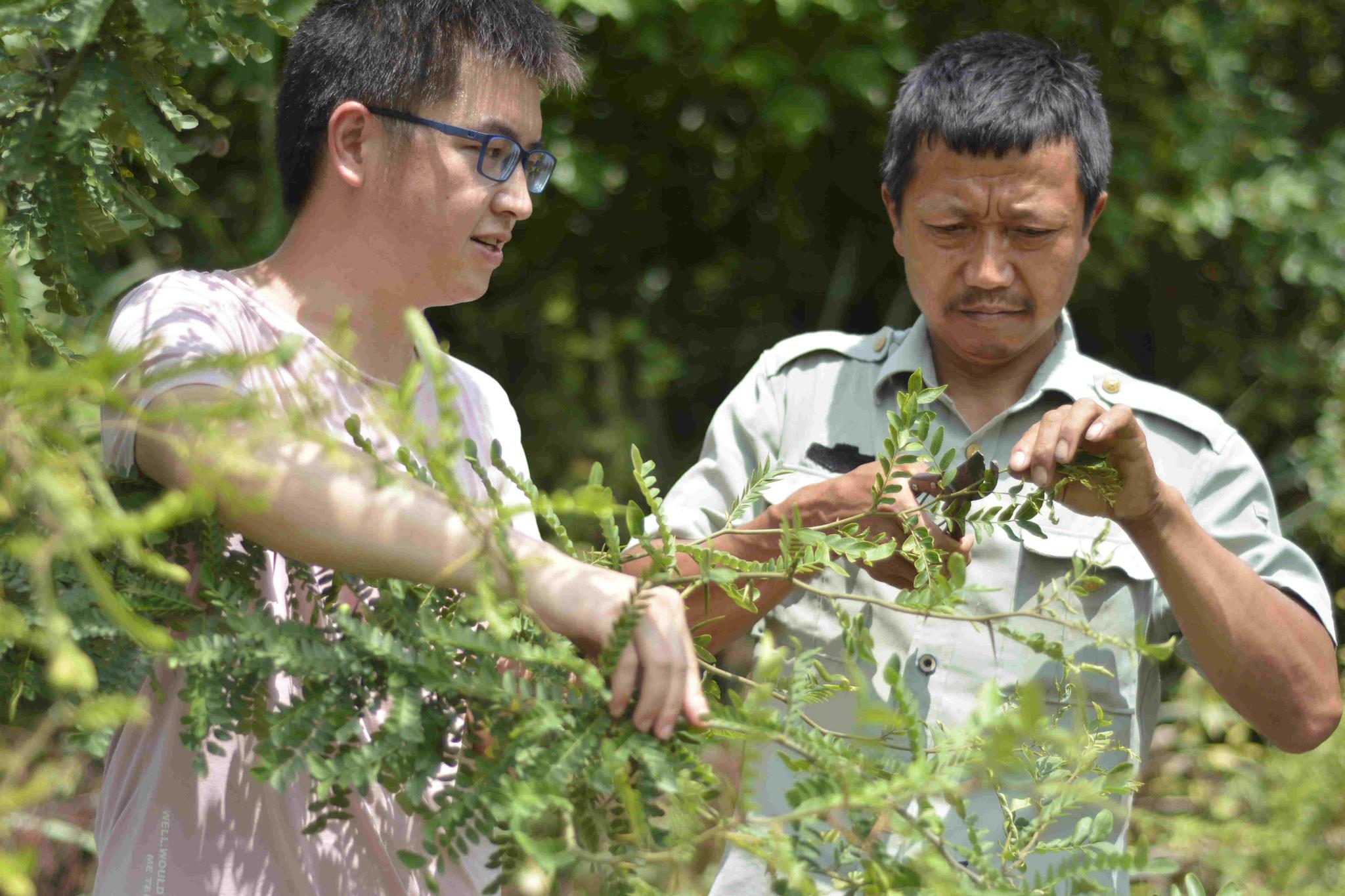 "第一书记"秦宗祥(左一)跟贫困户向军一起产看皂荚树生长情况