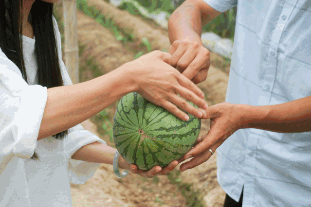 上高山下土地这个夏天网架西瓜檇李天目小香薯一个都不能少一起去亲手