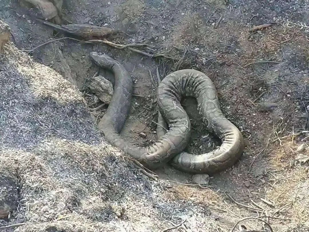 蛇|广西_新浪新闻