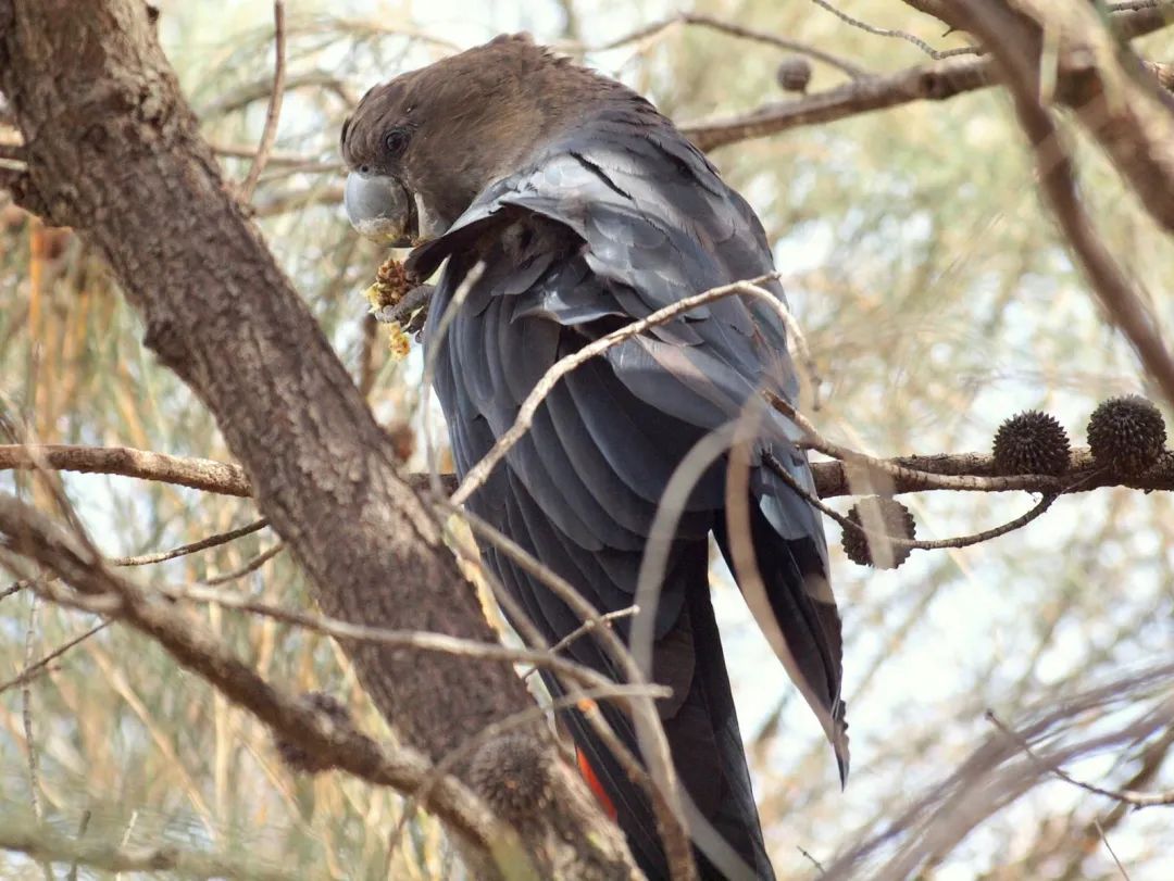 澳洲大火已经过去可动物们却无家可归