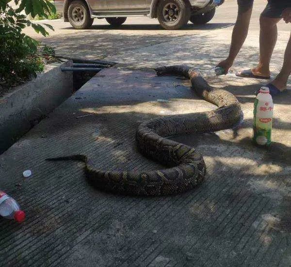 燃烧超6小时!60斤巨蟒被活活烧死!
