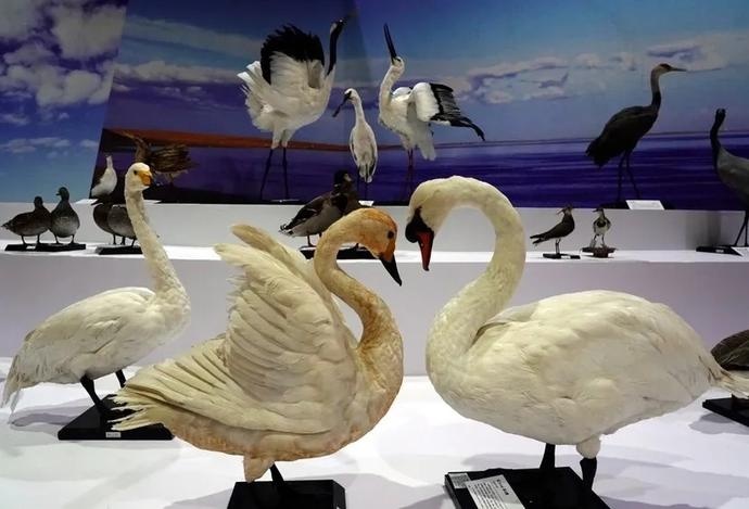 环游地球,不同的板块里,是大熊猫,北极熊,企鹅等代表性的濒危动物标本