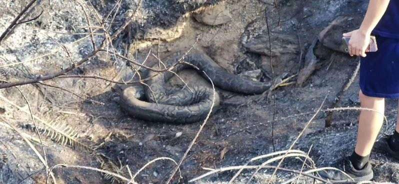 蛇|广西_新浪新闻