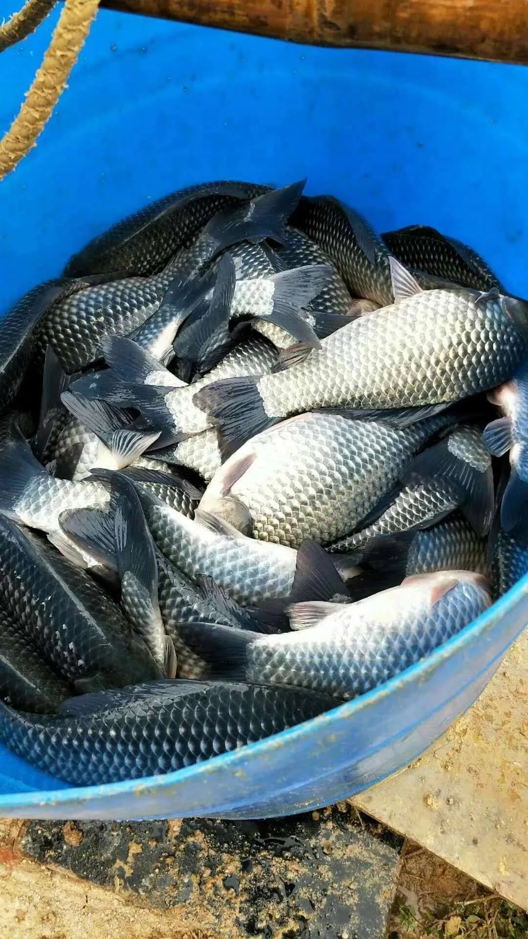 下半年鱼价看涨,养户列出5大理由!市场闹鱼荒,湖北鲫鱼已卖到12元/斤!