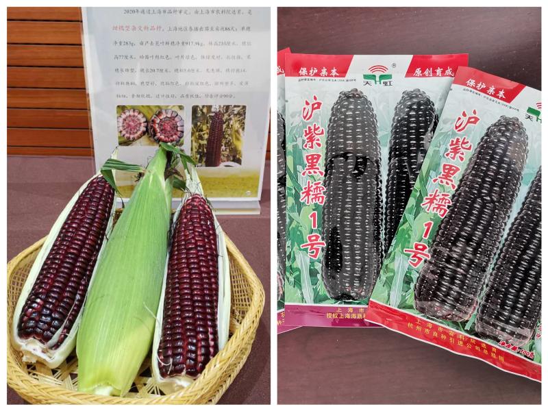 左为"沪红糯1号",右为"沪紫黑糯1号"