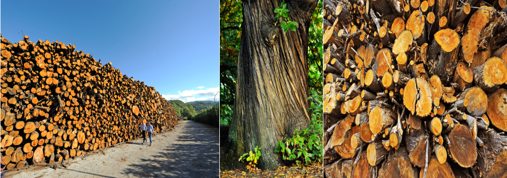 160多年的坚持意大利施华开创栗木单宁替抗新格局