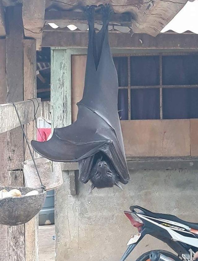 可恶的蝙蝠图片