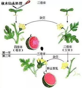 西瓜花的结构示意图图片