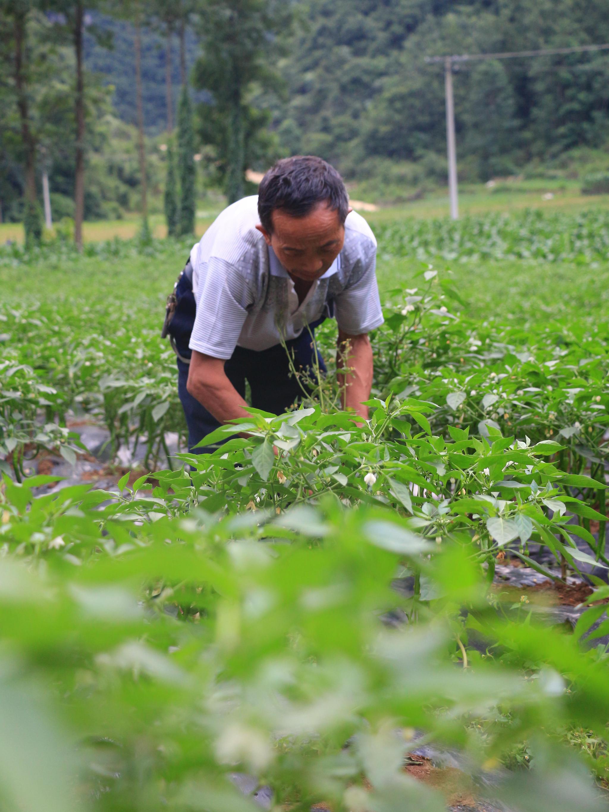 贵州省安顺市西秀区鸡场乡新合村磨满组村民罗德亮在辣椒地里除草(6月