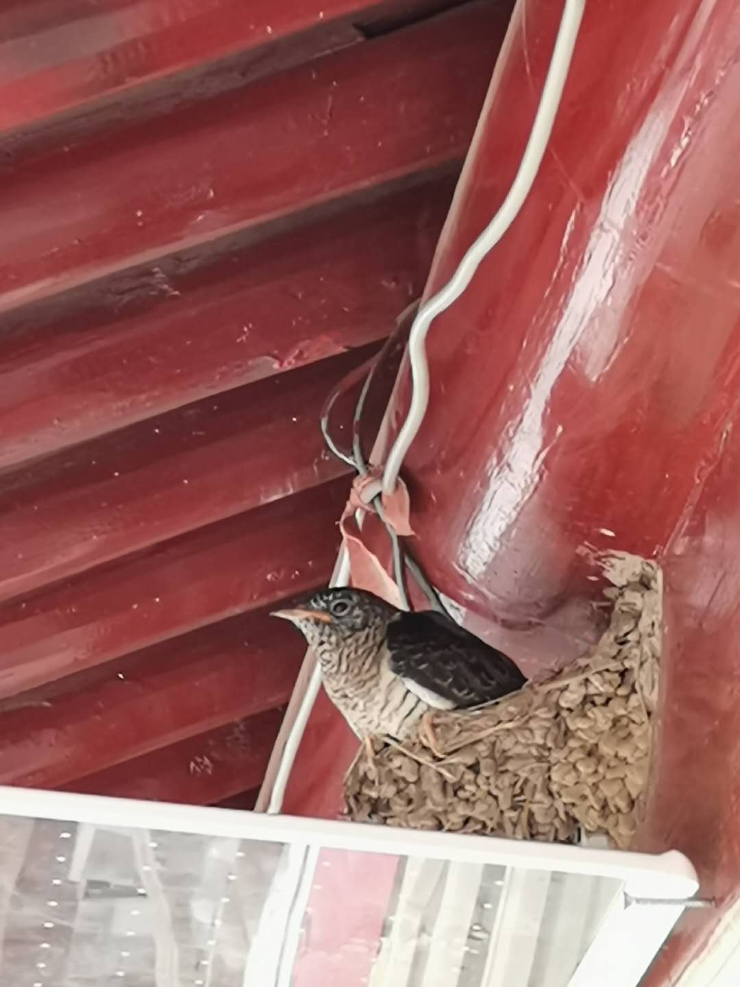 房檐下燕子窝孵出一只黑色大鸟还是二级保护动物