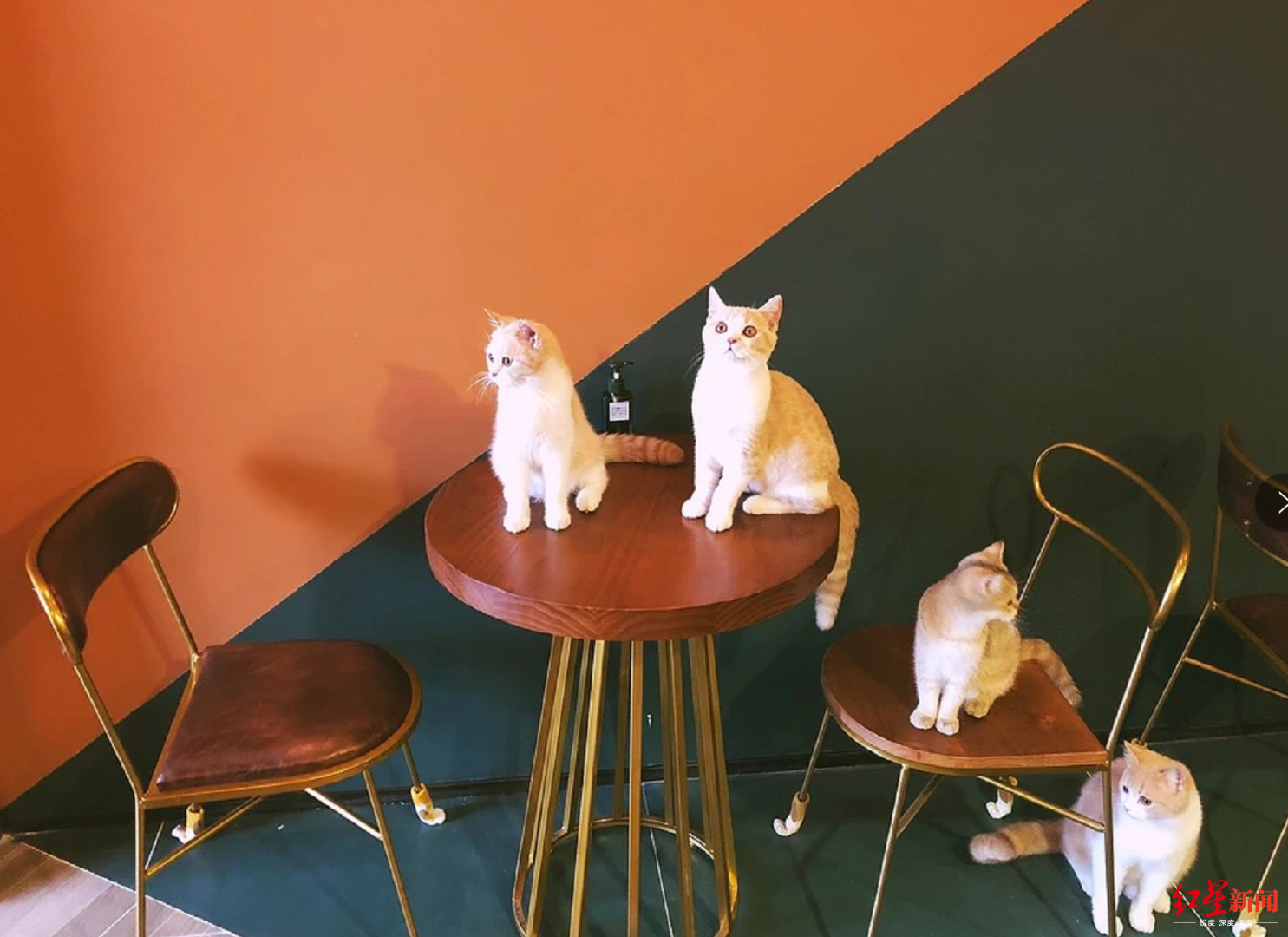 猫咪咖啡馆装修,猫咖所需设施,猫咖装修效果图_大山谷图库