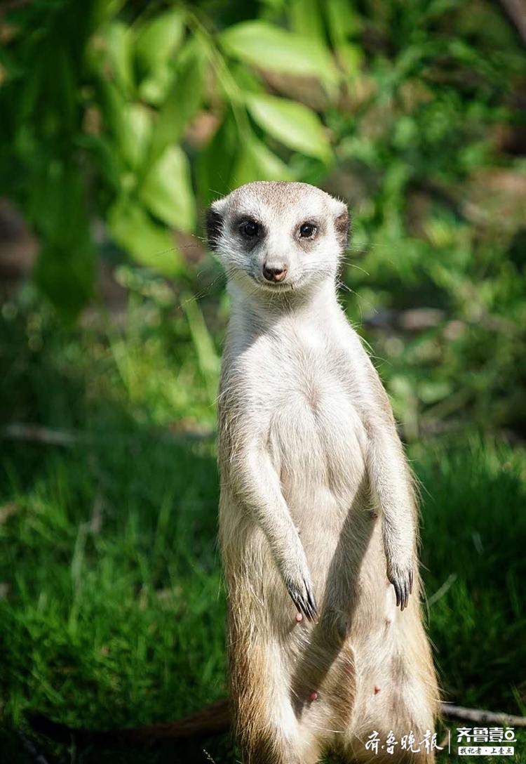 东张西望的小狐獴既滑稽又可爱