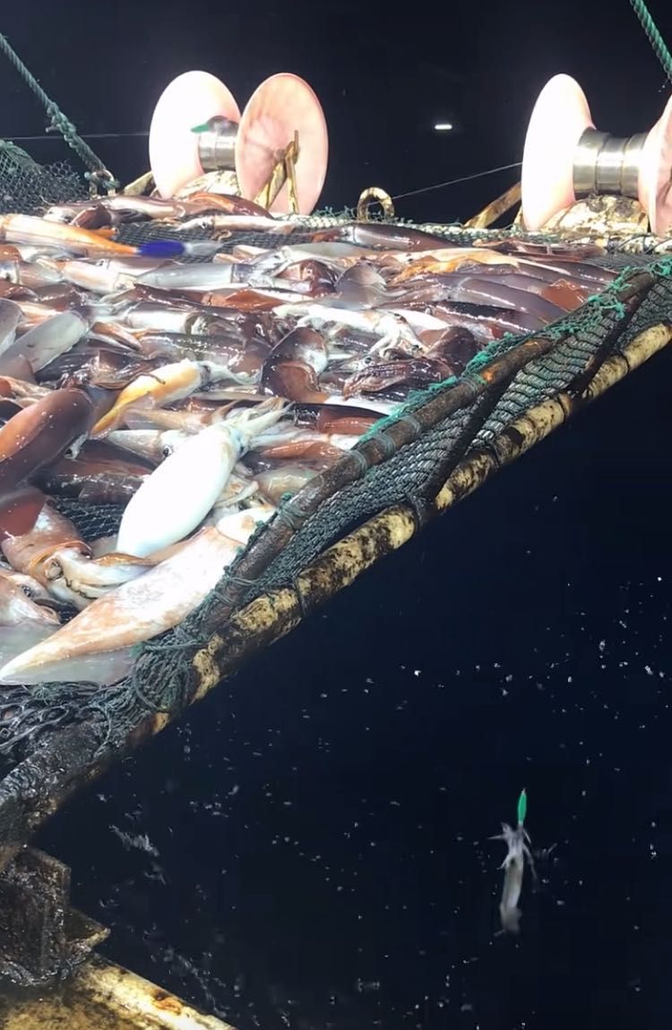  2019年8月，远洋鱿钓船船员正在用全自动钓机钓鱿鱼。受访者供图
