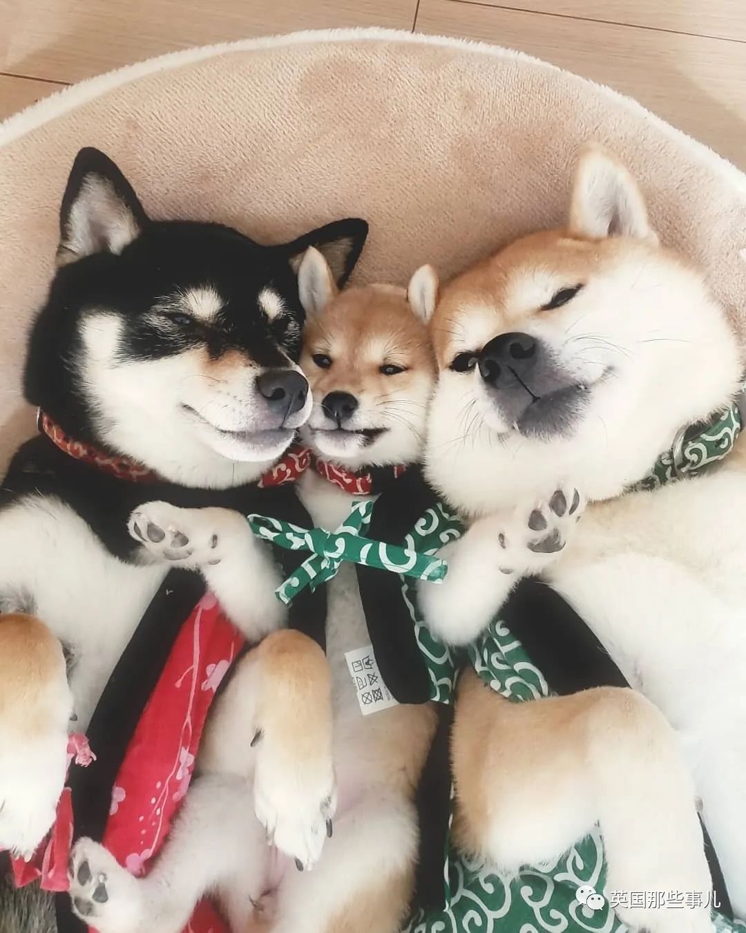 柴犬三姐妹的甜蜜日常,各种合照简直就是闺蜜照模板啊