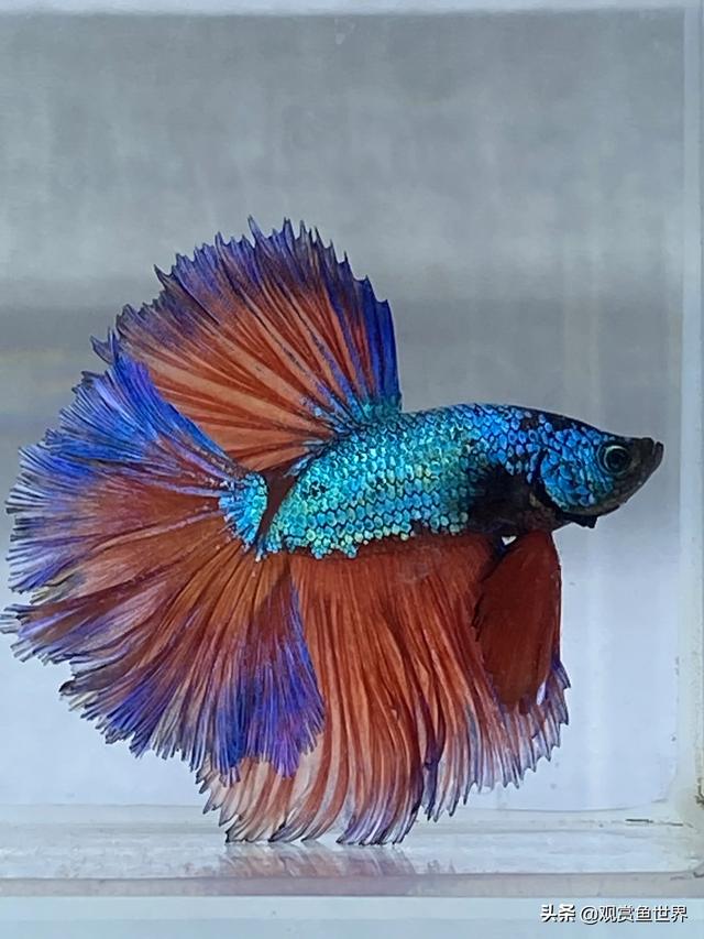 泰国斗鱼梦幻般的色彩