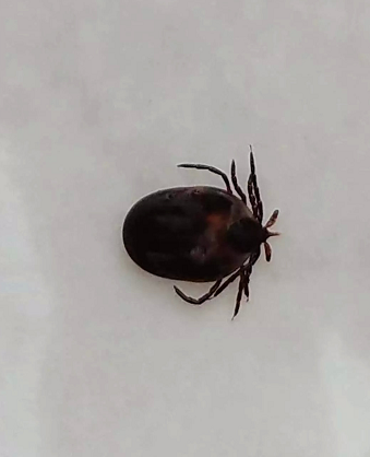 20多人接连中招4人不幸身亡又是它