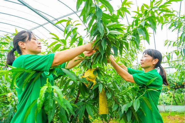 "头茬"南汇水蜜桃来了!7月中旬进入上市高峰期
