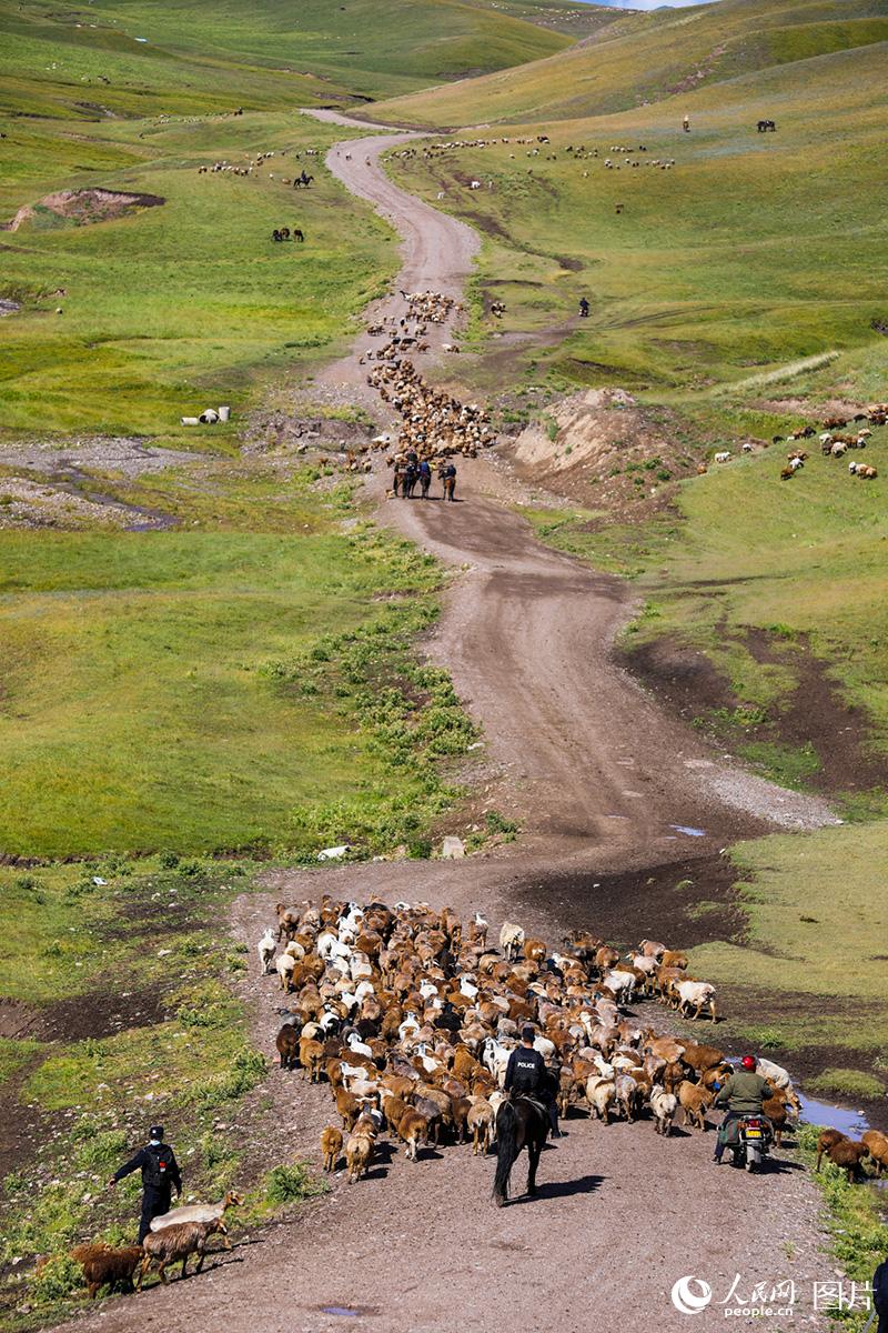 新疆伊犁:护航牧民转场