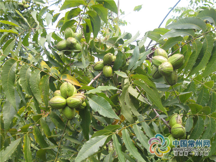 碧根果皇后10多年心血让百年遗憾不再遗憾