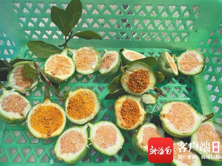 海南周刊 | 民间传统小吃薜荔凉粉:来自树上的果冻