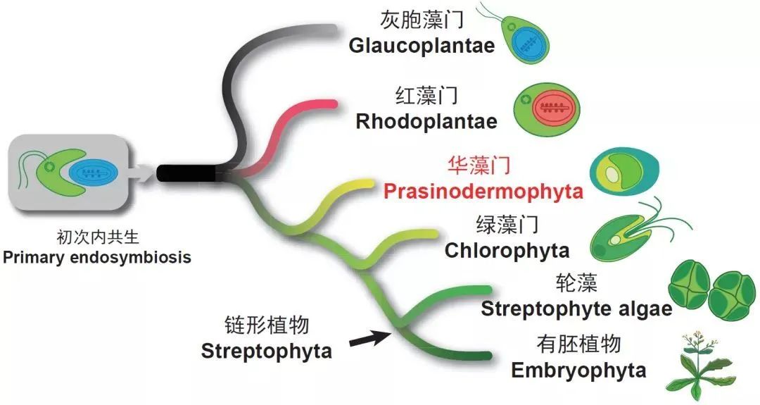 正文  绿色植物包括绿藻门和链型植物两大门类,后者是指轮藻及我们更
