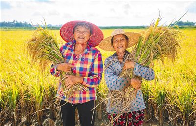 万宁海水稻迎来丰收:小海生态美 稻香伴骑行