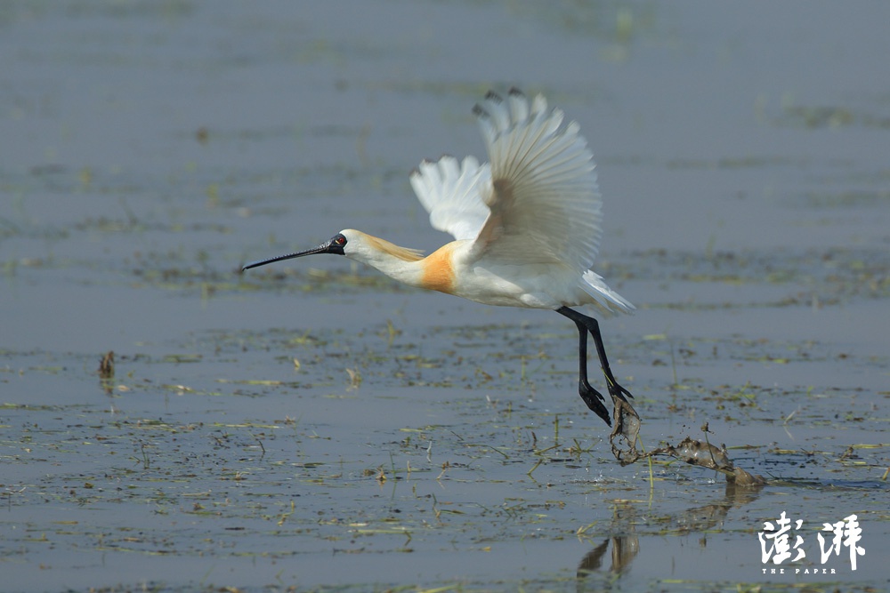黑脸琵鹭卷羽鹈鹕,有着"水鸟中的战斗机"之外号的大型水鸟,善于用大嘴
